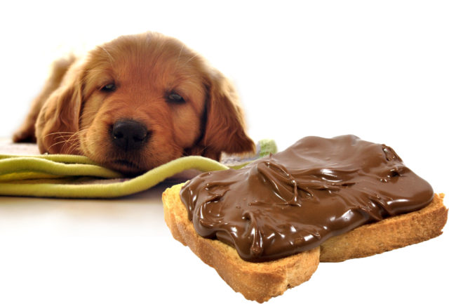 dog_vs_chocoloate