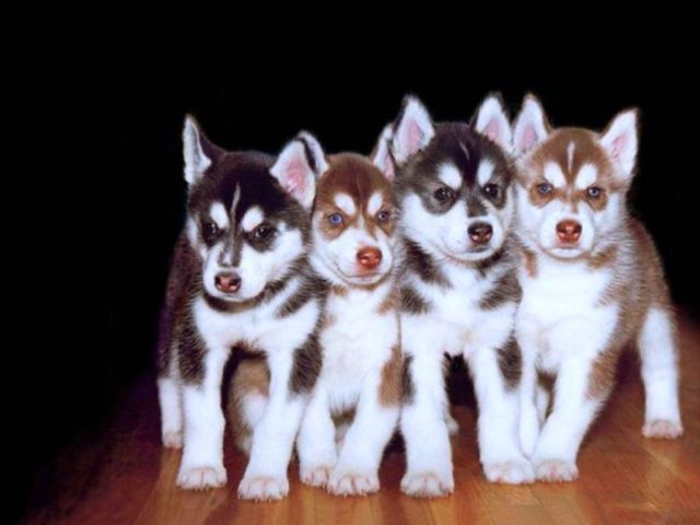 8589130483369-siberian-husky-puppies-wallpaper-hd