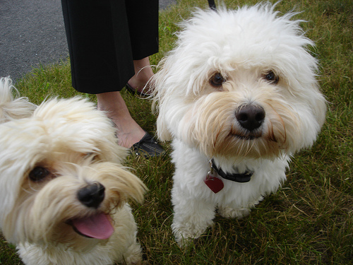 Havanese Duo