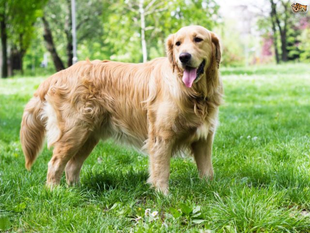 five-universal-personality-traits-of-the-golden-retriever-556d979a5dbc8