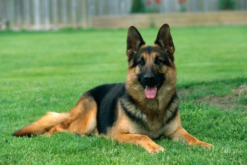 plush-coat-can-be-mistaken-for-short-haired-German-Shepherd