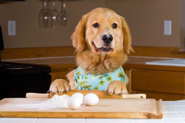 Dog-Preparing-Dinner-e1381246128835