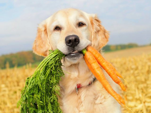 can-dog-eat-carrot