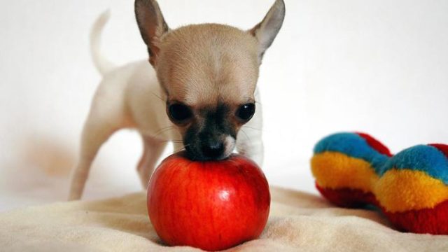 can-dogs-eat-apples_484cb40d-a309-4ac0-86f4-be857f44b010