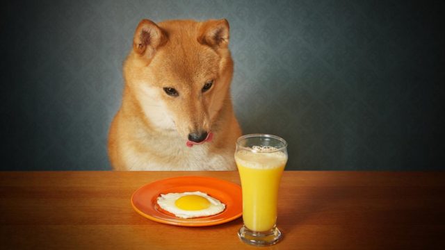 can-dogs-eat-cooked-eggs_baa4e77d6bde704