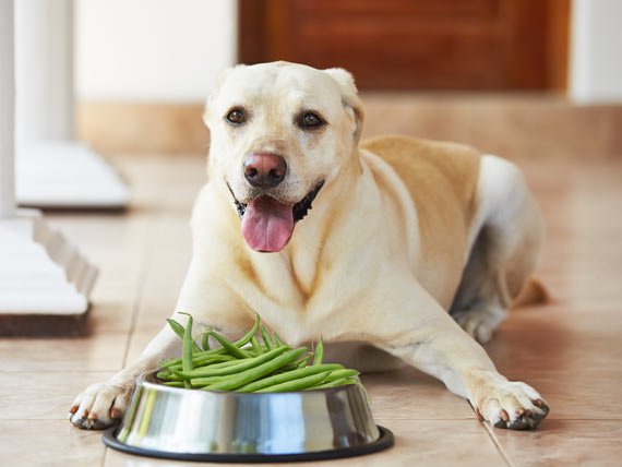 dog-with-green-bean-diet