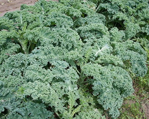 Kale