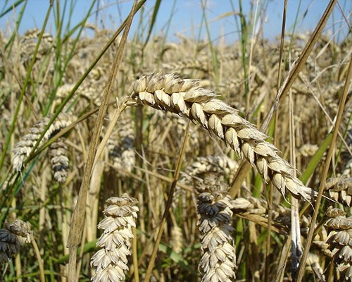 Wheat_close-up