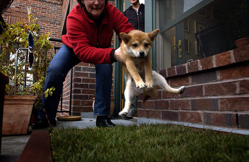 take-puppy-outside-immediately-to-pee