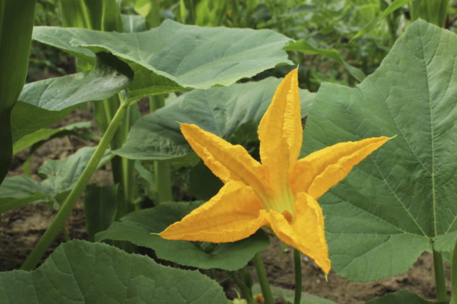 pumpkin-flower