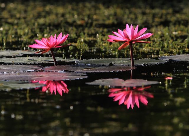 water-lilies-usually-bloom-brightly-in-the-morning-and-again-in-the-afternoon-1267011-20131111130139-4